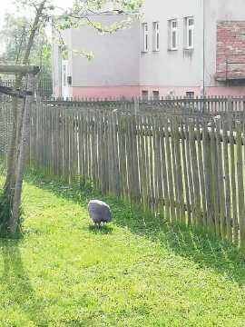 Obrázek v galerii